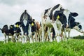 Free to graze on all the grass they like. Low angle shot of a herd of cattle grazing on a dairy farm.