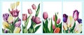 Free vector background with tulips. Hand drawn illustration, Happy mother& x27;s day. Spring holiday design template with Royalty Free Stock Photo