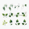 Free Vector Vine Vines Set With Tightly Cropped Compositions