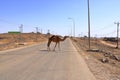 Free walking camel crosses the street, oman