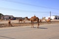 Free walking camel crosses the street, oman