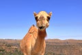 Free walking camel crosses the street, oman