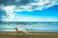 Free white dog on the beach, by the sea on a cloudy day