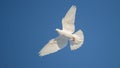 free white dove flies beautifully across the blue sky