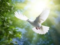 A free white dove holding green leaf branch flying in the sky. International Day of Peace concept background. Royalty Free Stock Photo