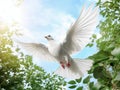 A free white dove holding green leaf branch flying in the sky. International Day of Peace concept background. Royalty Free Stock Photo