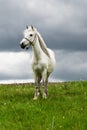 Free white horse