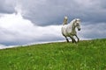 Free white horse in the summer field