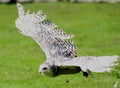 Free white owl
