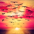 Free wild birds fly to the beautiful sunrise. Seagull free flock flying over the sea towards the shining sun on horizon Royalty Free Stock Photo