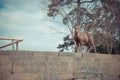 Free wild deer roaming in Nara Park, Nara City, Japan