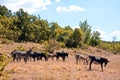 Free wild donkeys Royalty Free Stock Photo