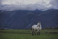 Free wild horse at the foot of the Stara Planina Mountains in Bulgaria Royalty Free Stock Photo