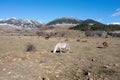 Free wild horse herd grazing at Epirus nature, Greece. Winter day, snowy mountain peak background Royalty Free Stock Photo