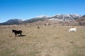 Free wild horse herd grazing at Epirus nature, Greece. Winter day, snowy mountain peak background Royalty Free Stock Photo