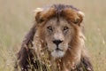 Free wild roaming african lion Royalty Free Stock Photo