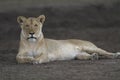 Free wild roaming african lion Royalty Free Stock Photo