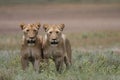 Free wild roaming african lion Royalty Free Stock Photo