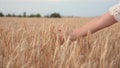 Free young woman farmer walking along a grain field and touches hand with ripe spikelets of wheat. The concept of