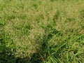 Free yourself with these lovely grass flowers under morning sunlight