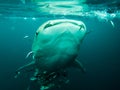 Whaleshark at derawan island, indonesia Royalty Free Stock Photo