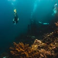 The freediver dives to the level of scuba divers