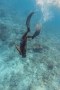 Freediver diving down into the deep blue water of ocean Royalty Free Stock Photo