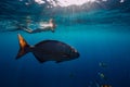 Freediver man swimming in ocean with big tropical fish
