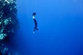 Freediver moves underwater along coral reef