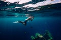 Freediver swim in the sea at USS Liberty Wreck, Bali