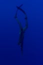 Freediver