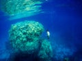 Freediver swimming near coral reef in Red Sea Royalty Free Stock Photo