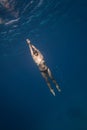 Freediver Underwater in San Andres, Colombia