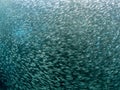 A school of Sardines in the blue ocean water of the Philippines.