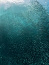 A school of Sardines in the blue ocean water of the Philippines.