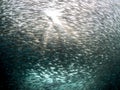 A school of Sardines in the blue ocean water of the Philippines.