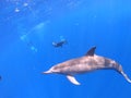 Freediving with Spinner Dolphins