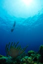 Freediving from a tropical reef in Honduras