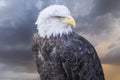 Freedom American white-headed eagle, beautiful hunter bird with Royalty Free Stock Photo
