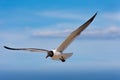 Freedom Bird in the Sky Royalty Free Stock Photo