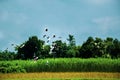 Freedom birds flying in a natural landscape of a village. Home doves or domestic pigeons flying Royalty Free Stock Photo