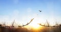 freedom concept, Bird flying and barbed wire at Morning Calm country meadow sunrise landscape background Royalty Free Stock Photo