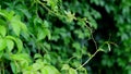 freedom concept green leaves foreground. close-up calm relaxing meditation peaceful.