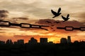 Freedom. Silhouettes of broken chain and birds flying outdoors at sunset Royalty Free Stock Photo