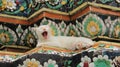 One Cat Yawn And Relaxtion On Colored Mosaics Royalty Free Stock Photo
