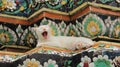 One Cat Yawn And Relaxtion On Colored Mosaics