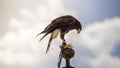 Freedom, falcon climbed to the tip of a belfry in spain, is read Royalty Free Stock Photo