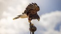 Freedom, falcon climbed to the tip of a belfry in spain, is read Royalty Free Stock Photo