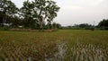 Freedom field farmer crop after paddy