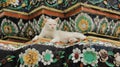 One White Cat Relaxtion on Colored Mosaics Ancient Local Pagoda